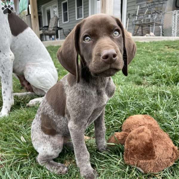 TRUFFLES, German Shorthaired Pointer Puppy